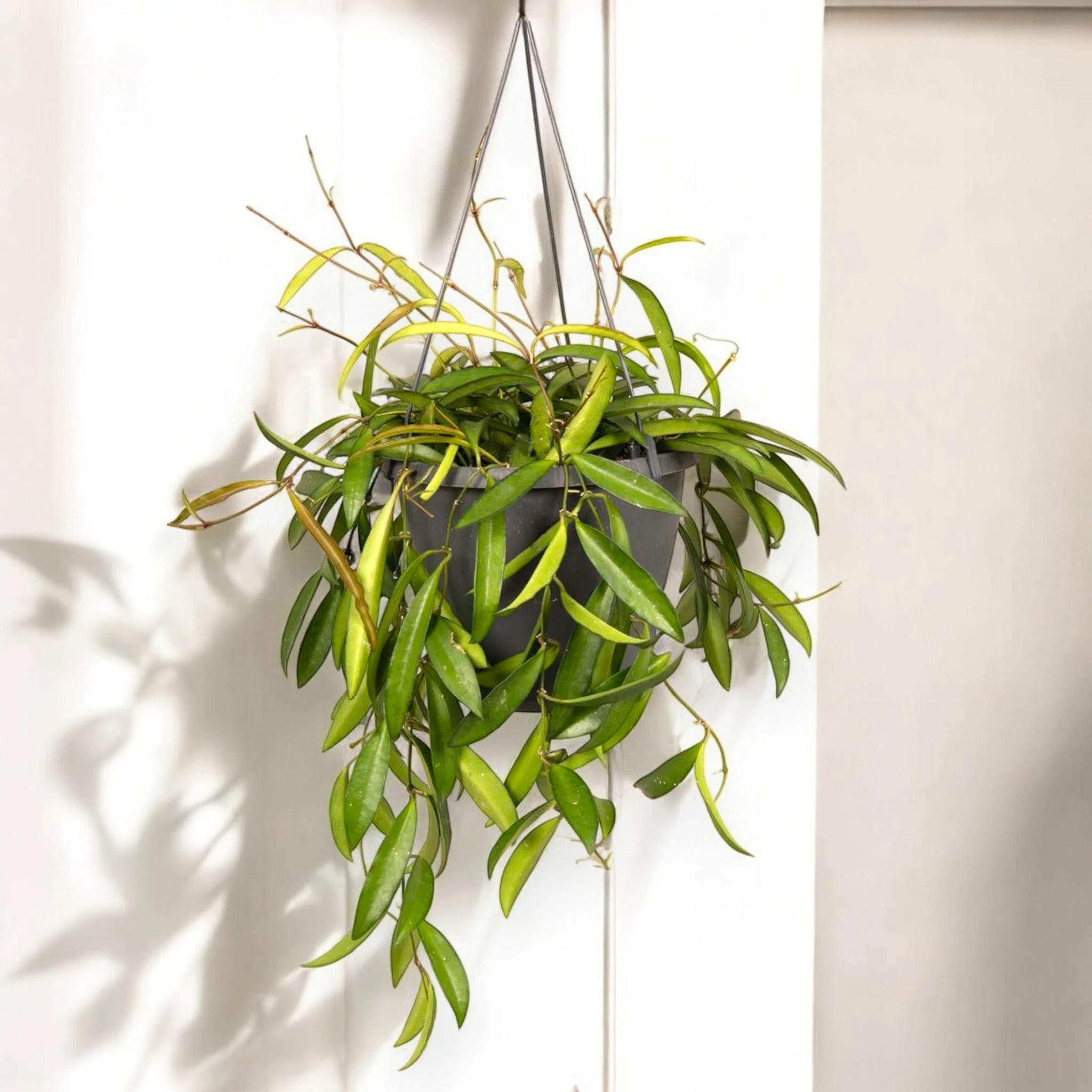 Hoya wayetii
