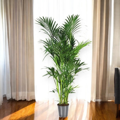 Howea forsteriana (Kentia)