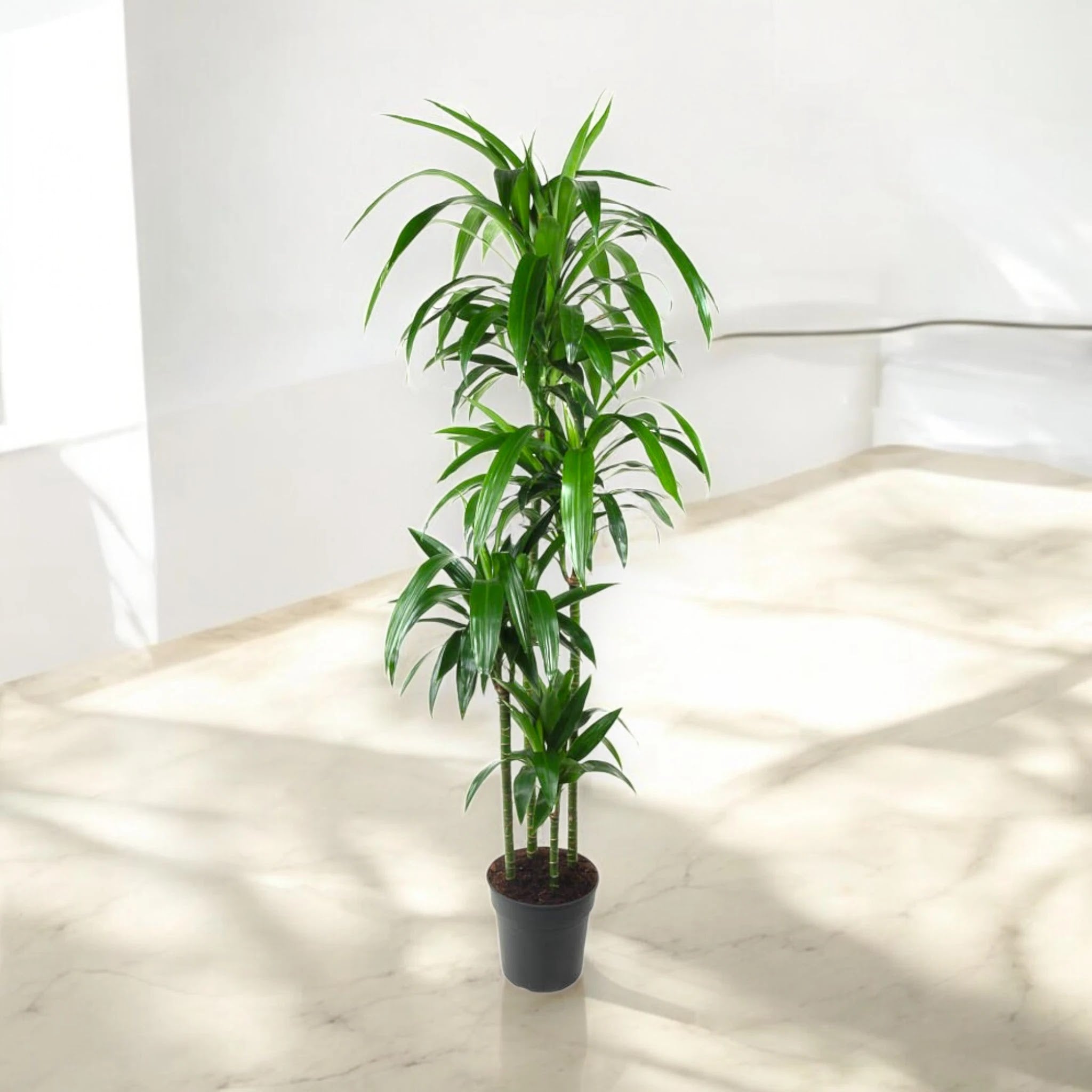 Dracaena fragrans 'Janet craig'