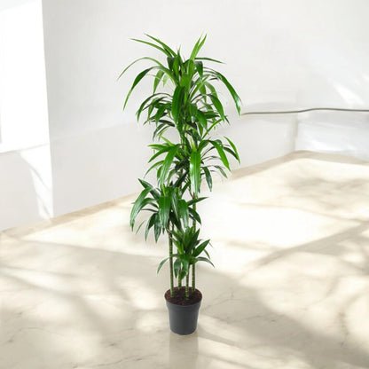 Dracaena fragrans 'Janet craig'