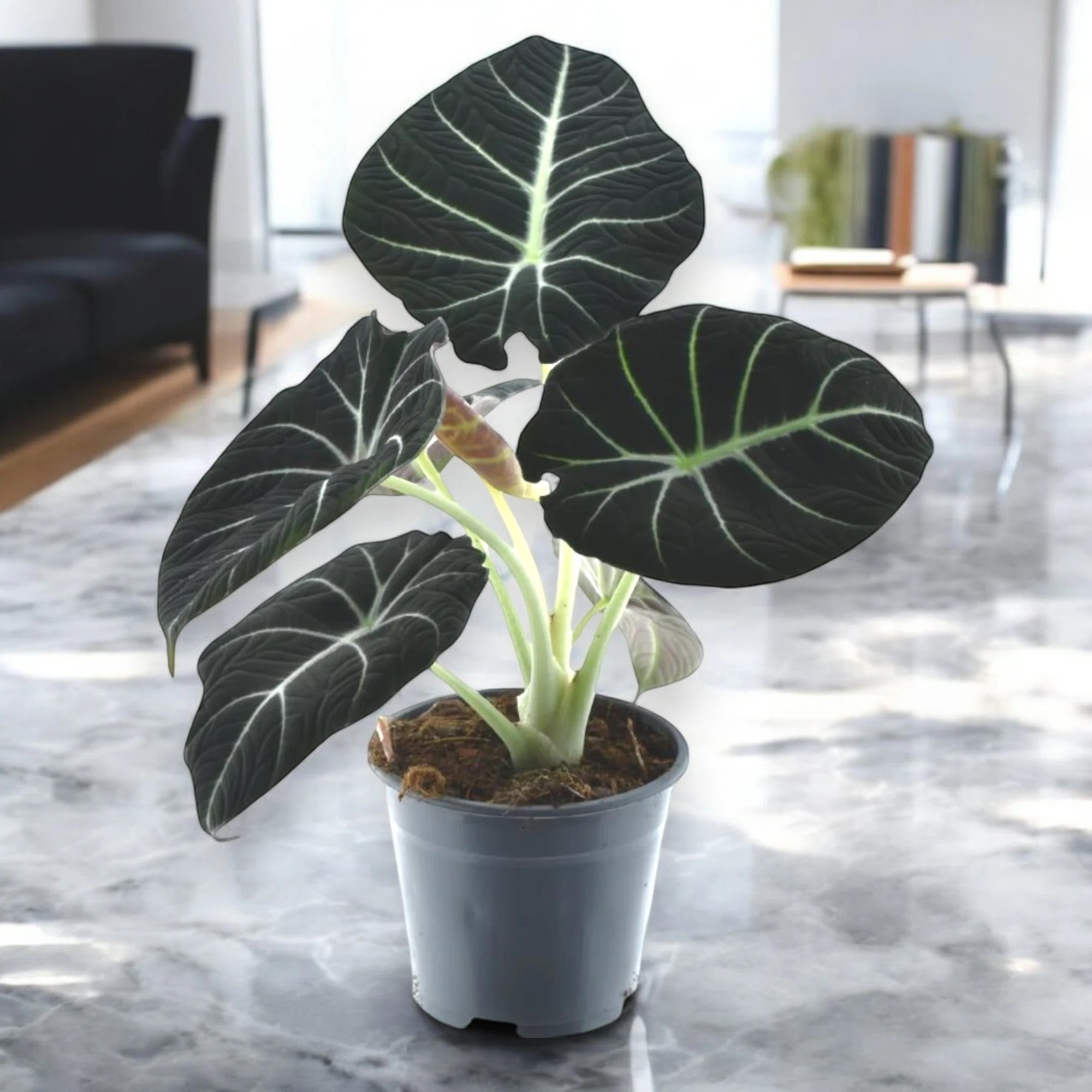 Alocasia 'Black velvet'