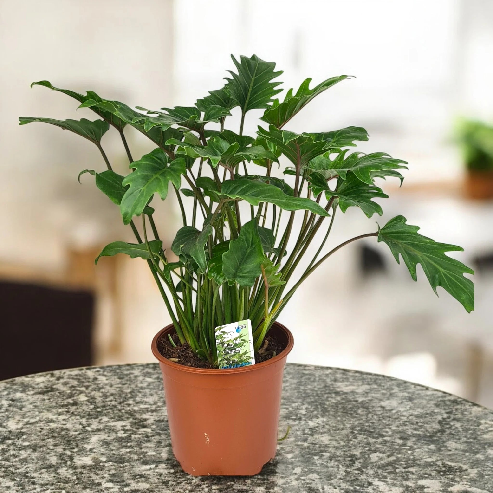 Philodendron 'Xanadu'