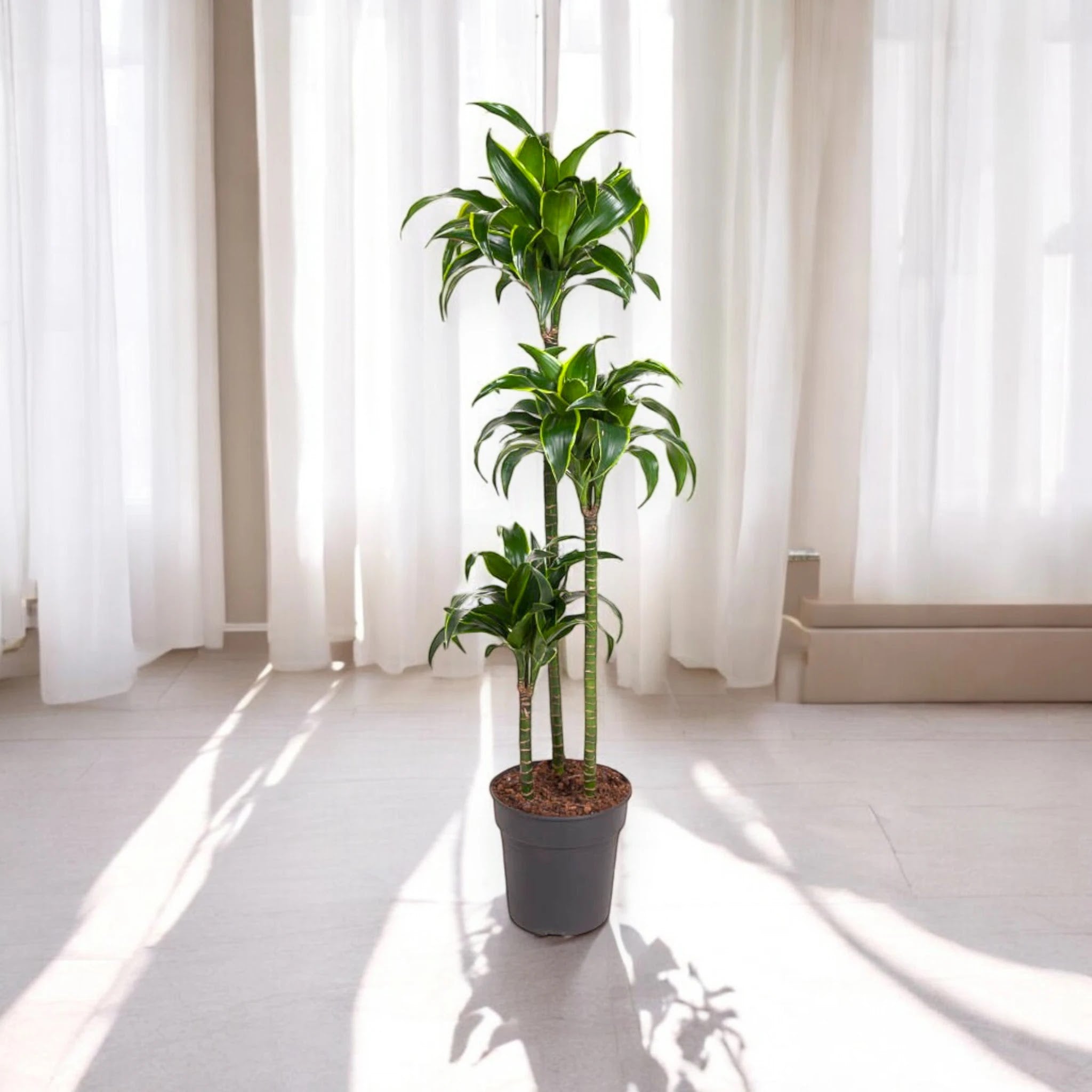 Dracaena fragrans 'Dorado'