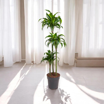 Dracaena fragrans 'Dorado'