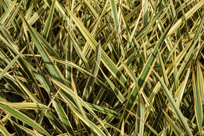 Phormium tenax