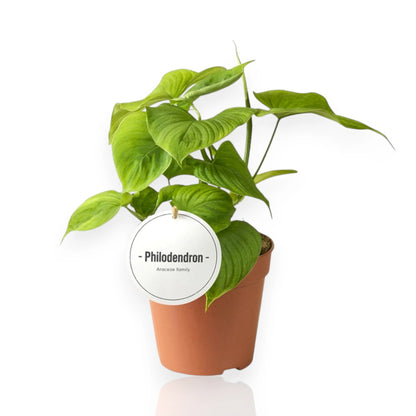 Philodendron Peru con foglie vellutate verdi dai riflessi metallici in vaso decorativo da interno