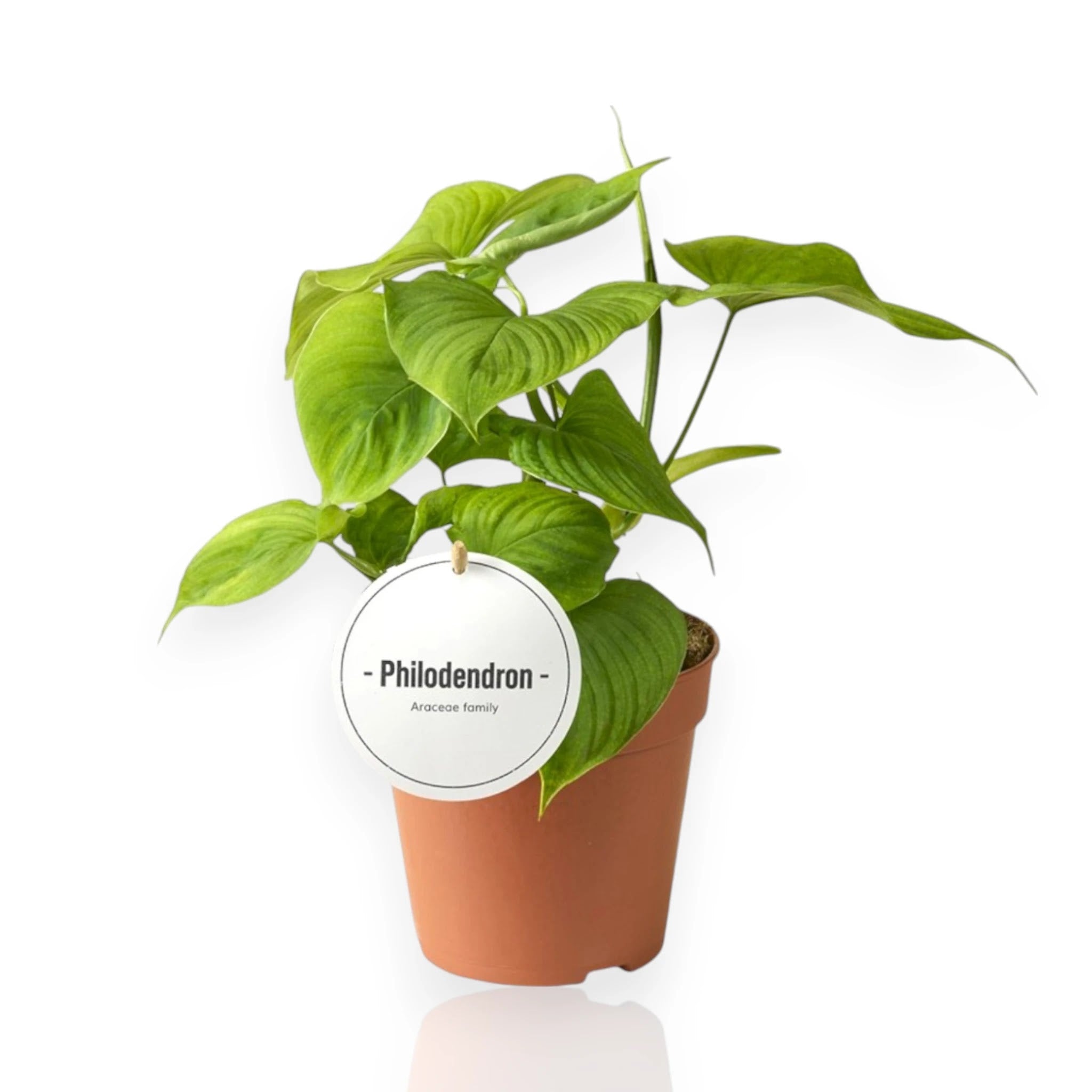 Philodendron Peru con foglie vellutate verdi dai riflessi metallici in vaso decorativo da interno