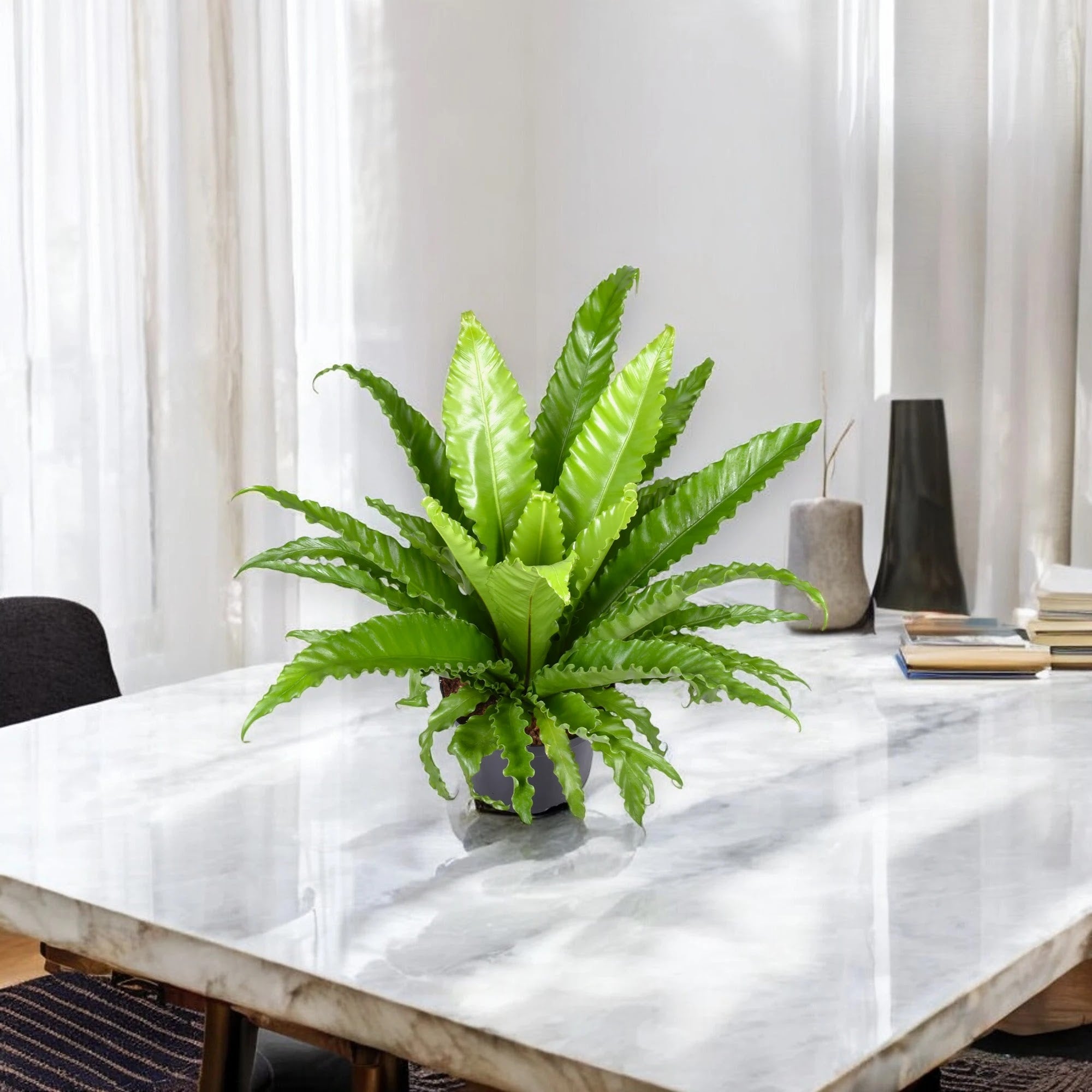 Asplenium antiquum