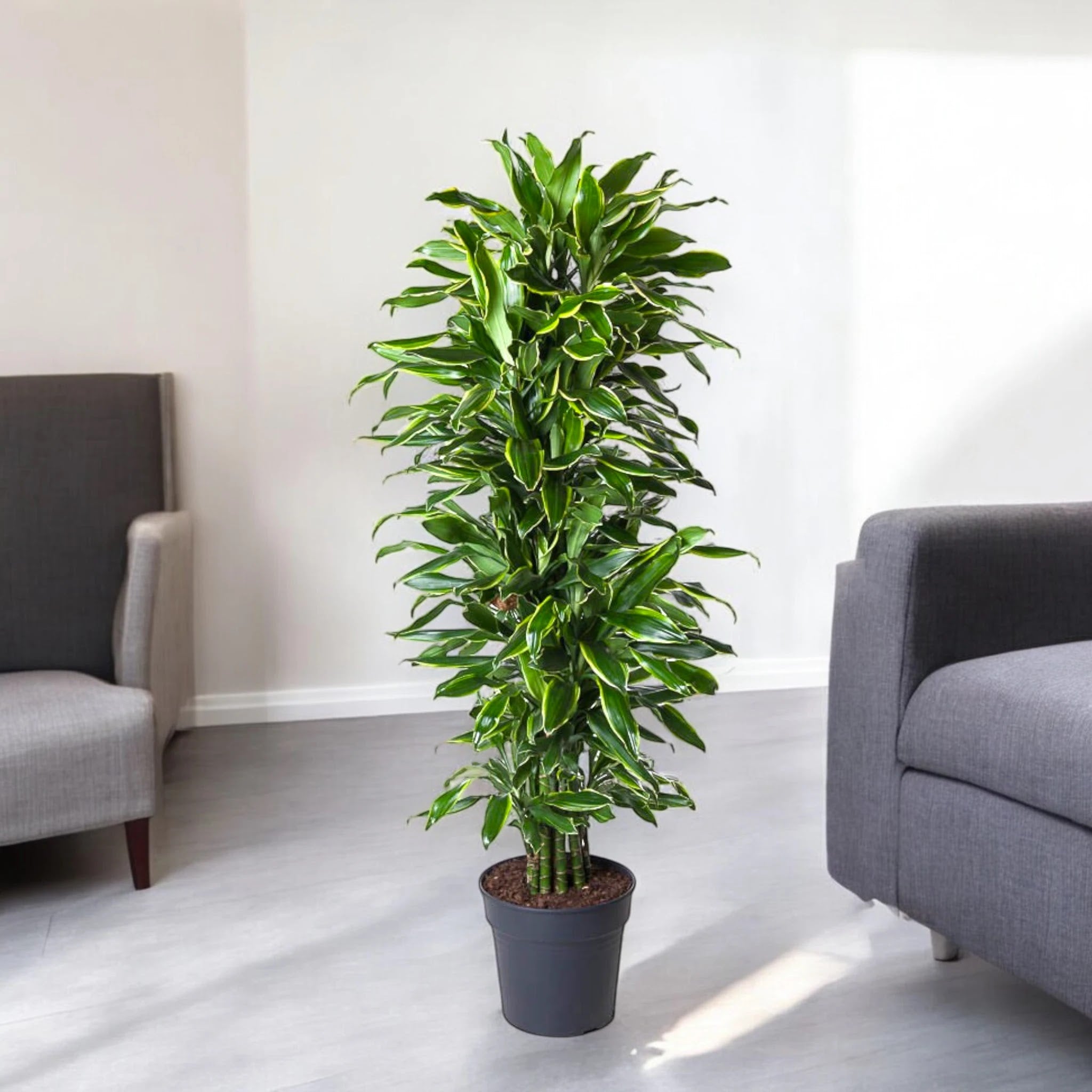 Dracaena fragrans 'Golden coast'