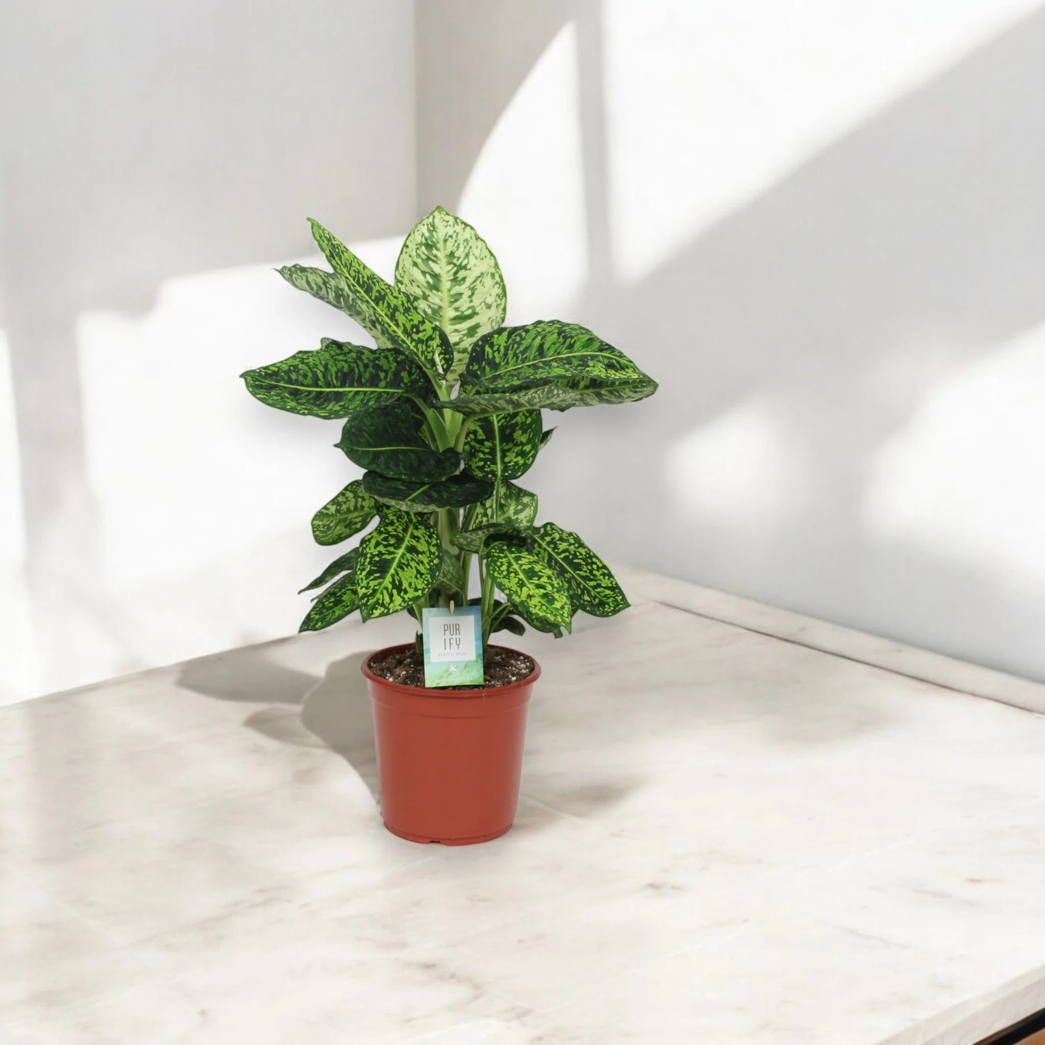 Dieffenbachia 'Reflector'