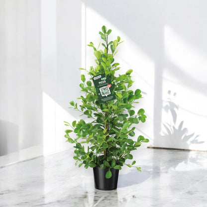 Ficus microcarpa 'Moclame'