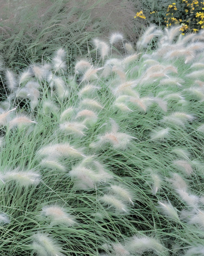 Cespo di Pennisetum villosum in giardino mediterraneo
