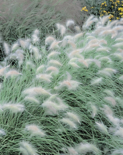 Cespo di Pennisetum villosum in giardino mediterraneo