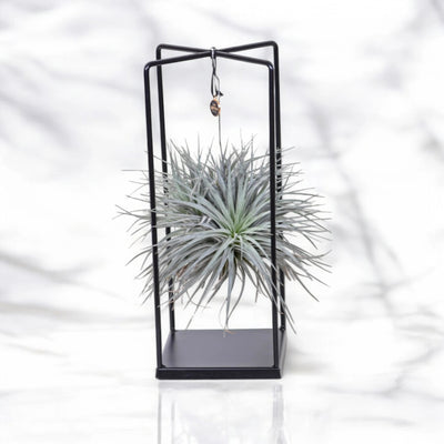 Dettaglio delle foglie argentate della Tillandsia Cube con caratteristici tricomi per assorbire umidità