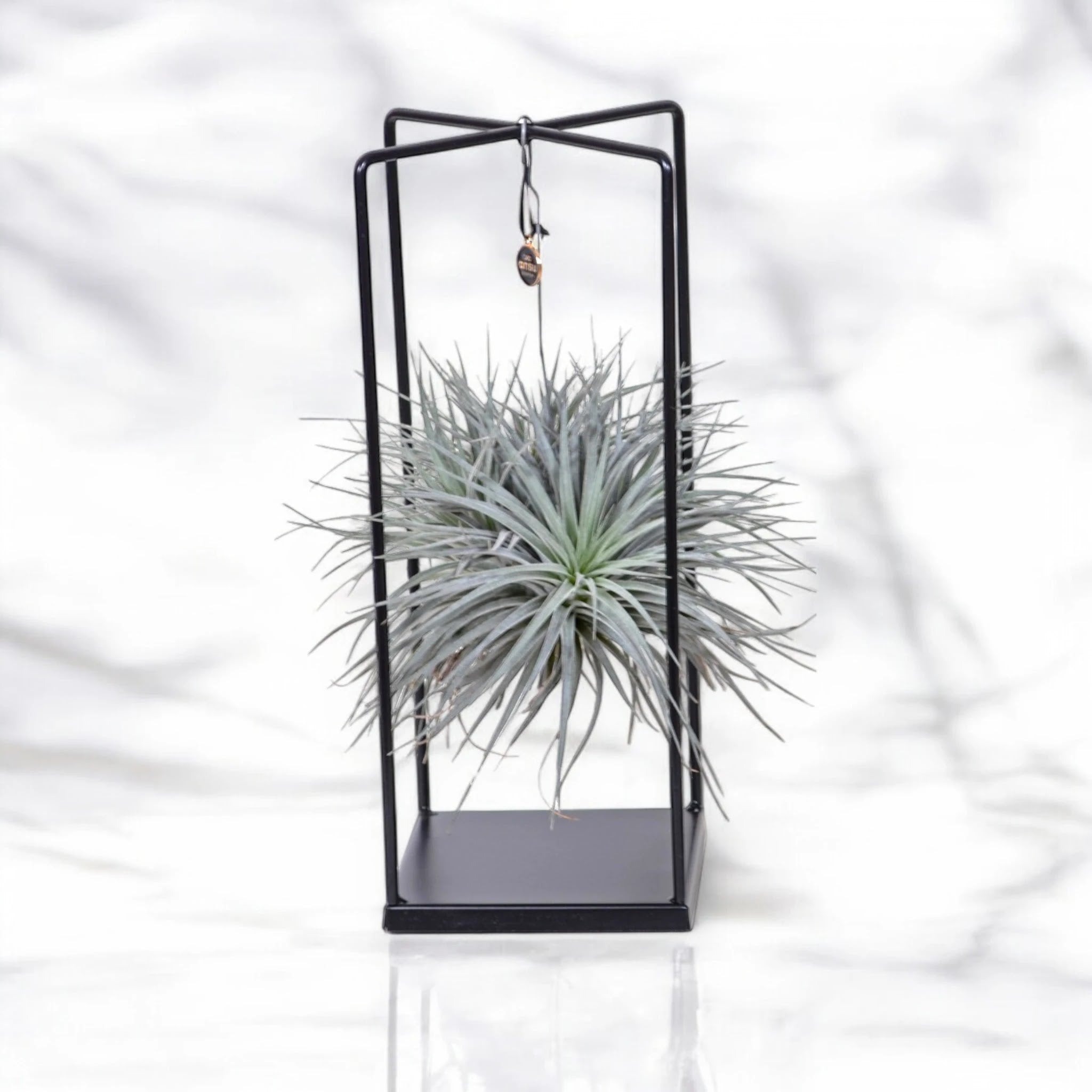 Dettaglio delle foglie argentate della Tillandsia Cube con caratteristici tricomi per assorbire umidità