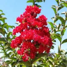 Lagerstroemia 'Dynamite'