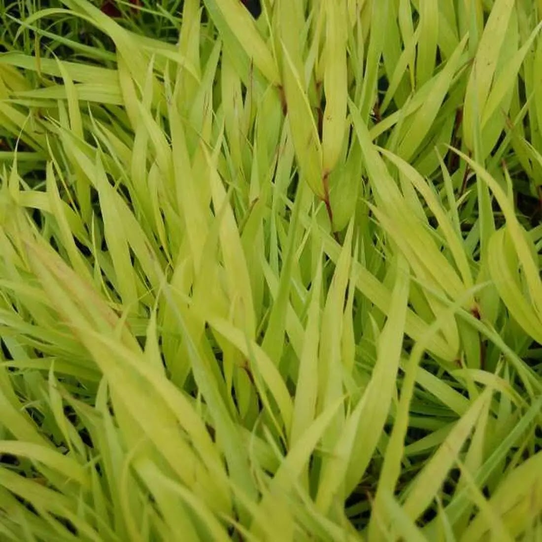 Cespo di Hakonechloa macra graminacea ricadente con fogliame verde