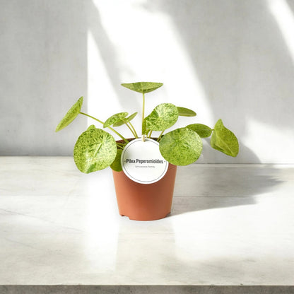 Pilea peperomioides con foglie rotonde verdi in vaso, pianta da interno perfetta per arredamento moderno