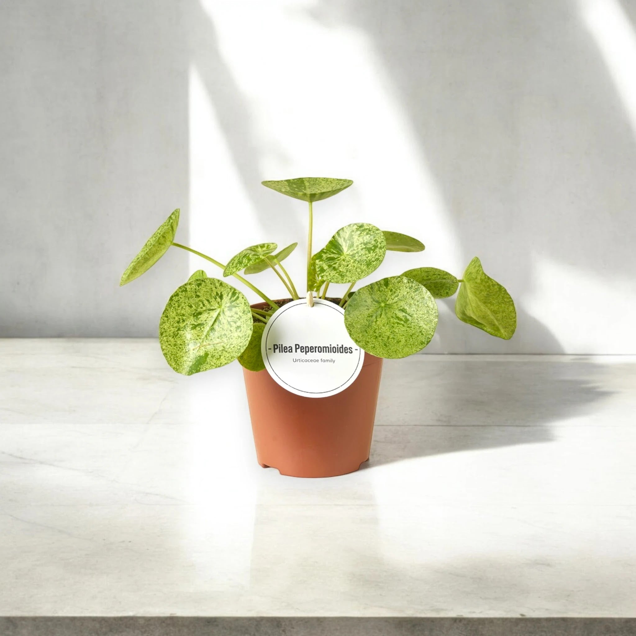 Pilea peperomioides con foglie rotonde verdi in vaso, pianta da interno perfetta per arredamento moderno