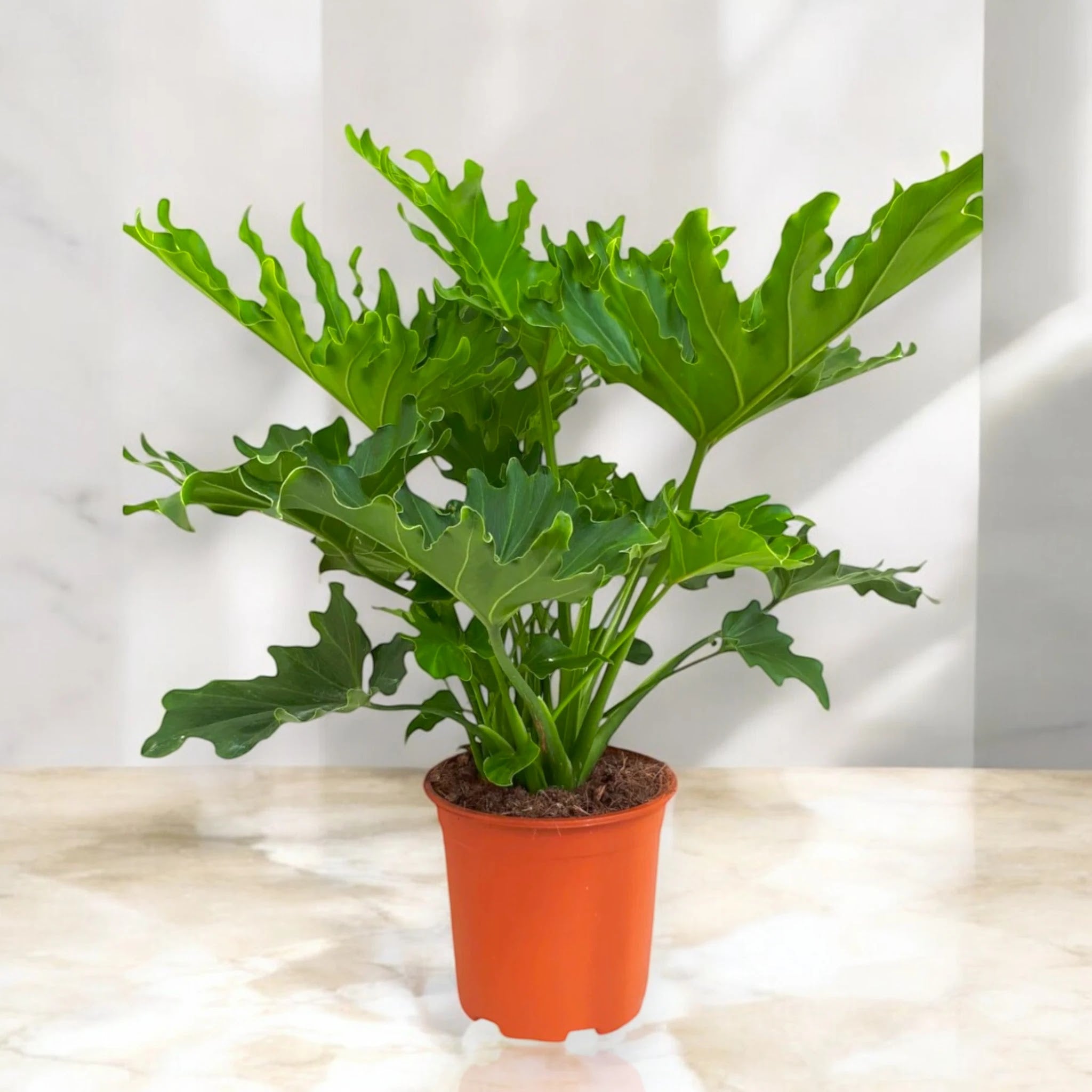 Philodendron 'Little hope'