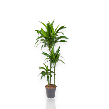 Dracaena fragrans 'Janet craig'