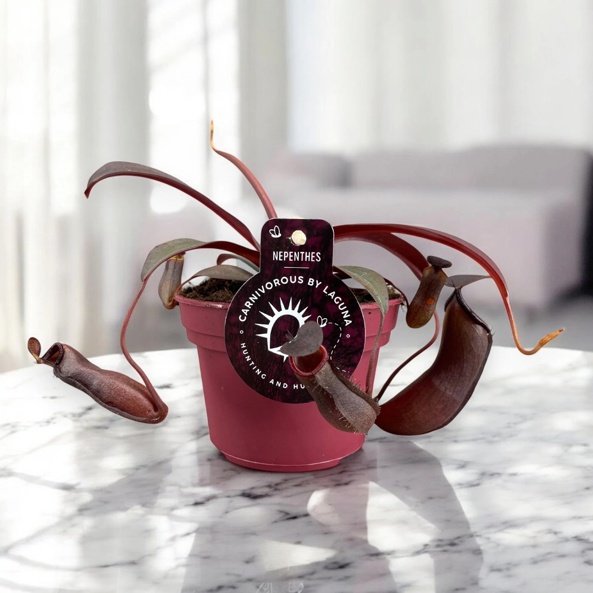 Nepenthes 'Rebecca'