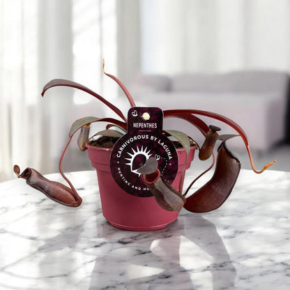 Nepenthes 'Rebecca'