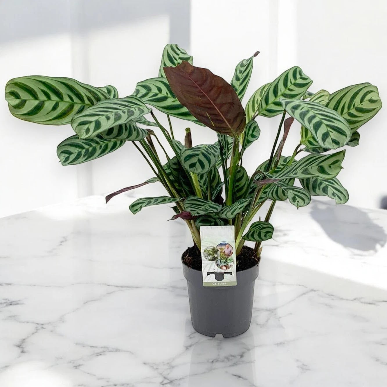 Ctenanthe burle-marxii 'Amagris'