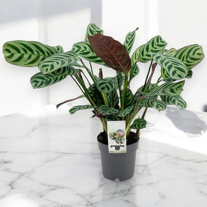 Ctenanthe burle-marxii 'Amagris'