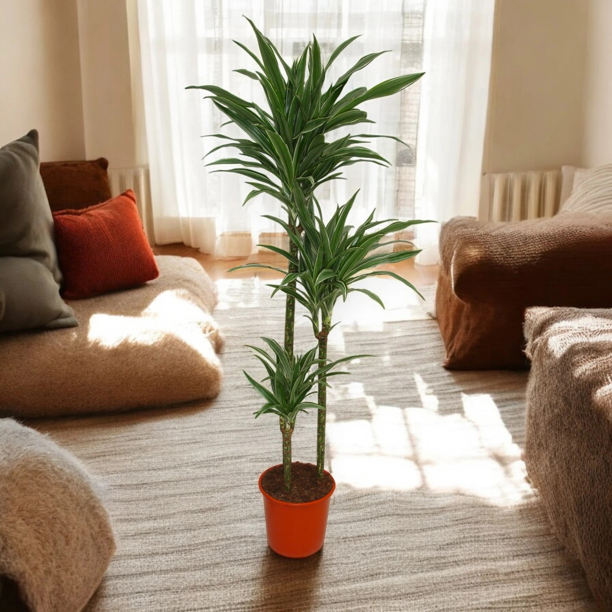 Dracaena fragrans 'Warneckei'