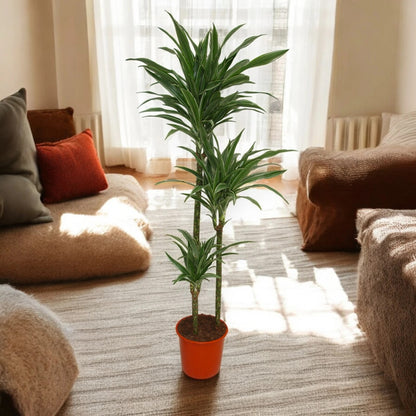 Dracaena fragrans 'Warneckei'