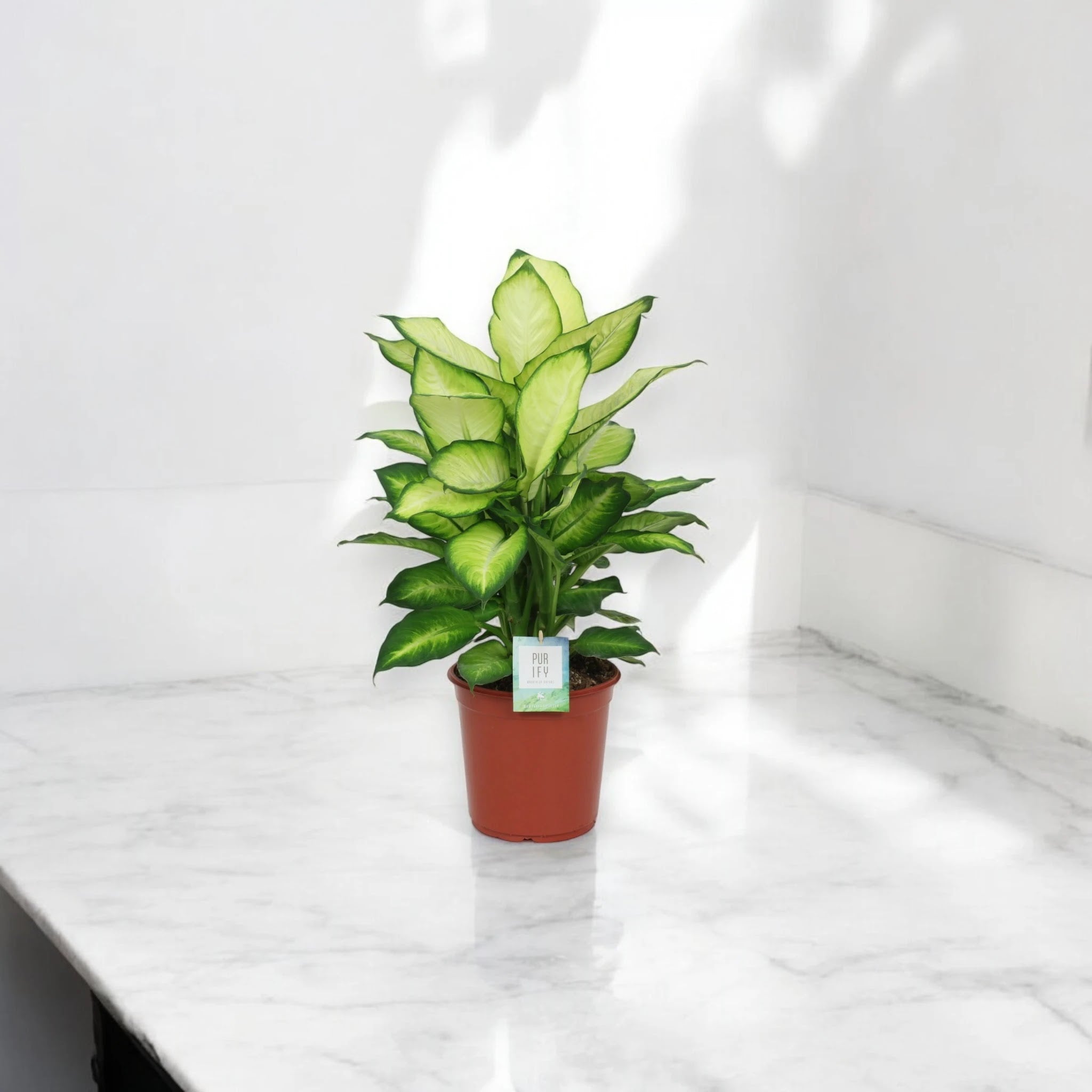 Dieffenbachia 'Summer style'