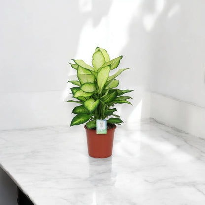 Dieffenbachia 'Summer style'