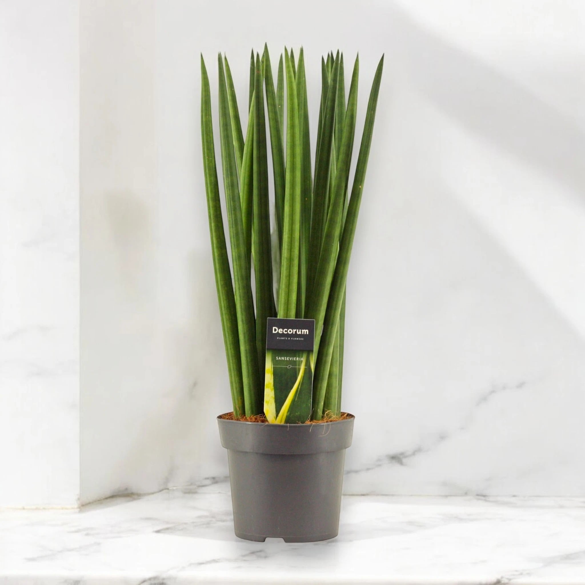 Sansevieria cylindrica 'Spaghetti'
