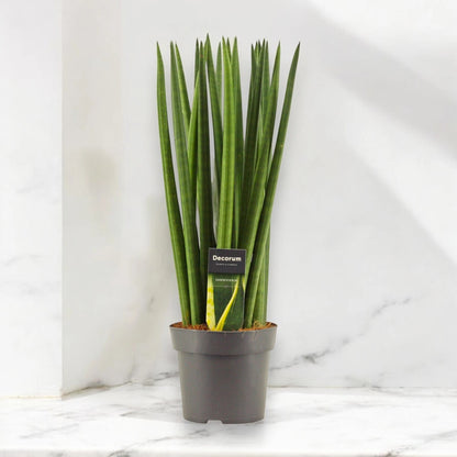 Sansevieria cylindrica 'Spaghetti'