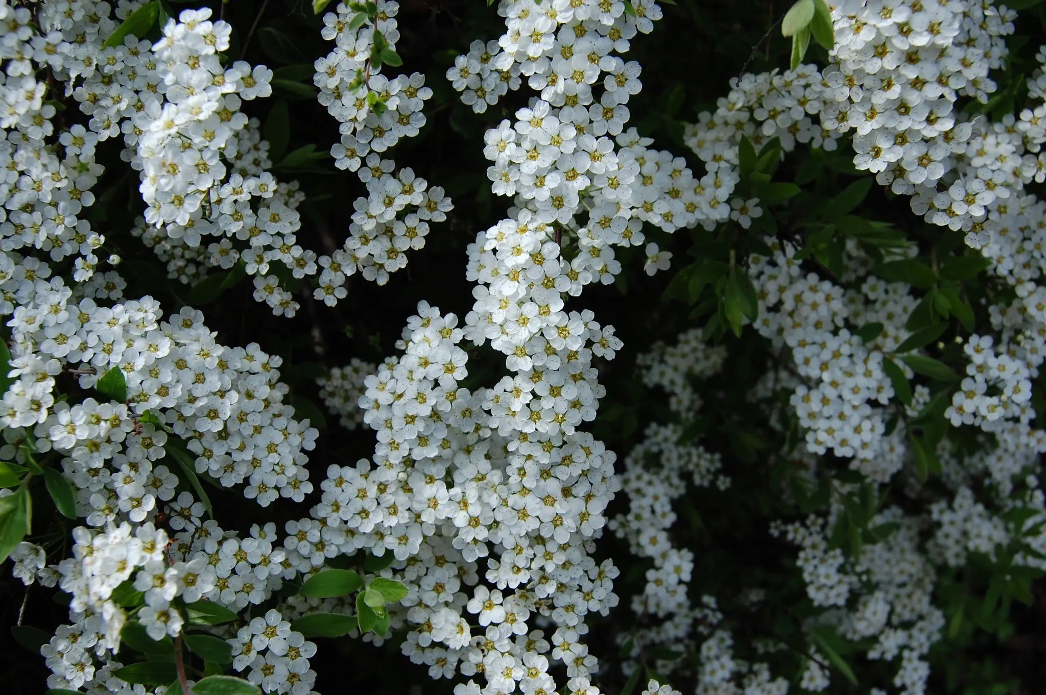 Spiraea thunbergii arbusto compatto con portamento ricadente in giardino