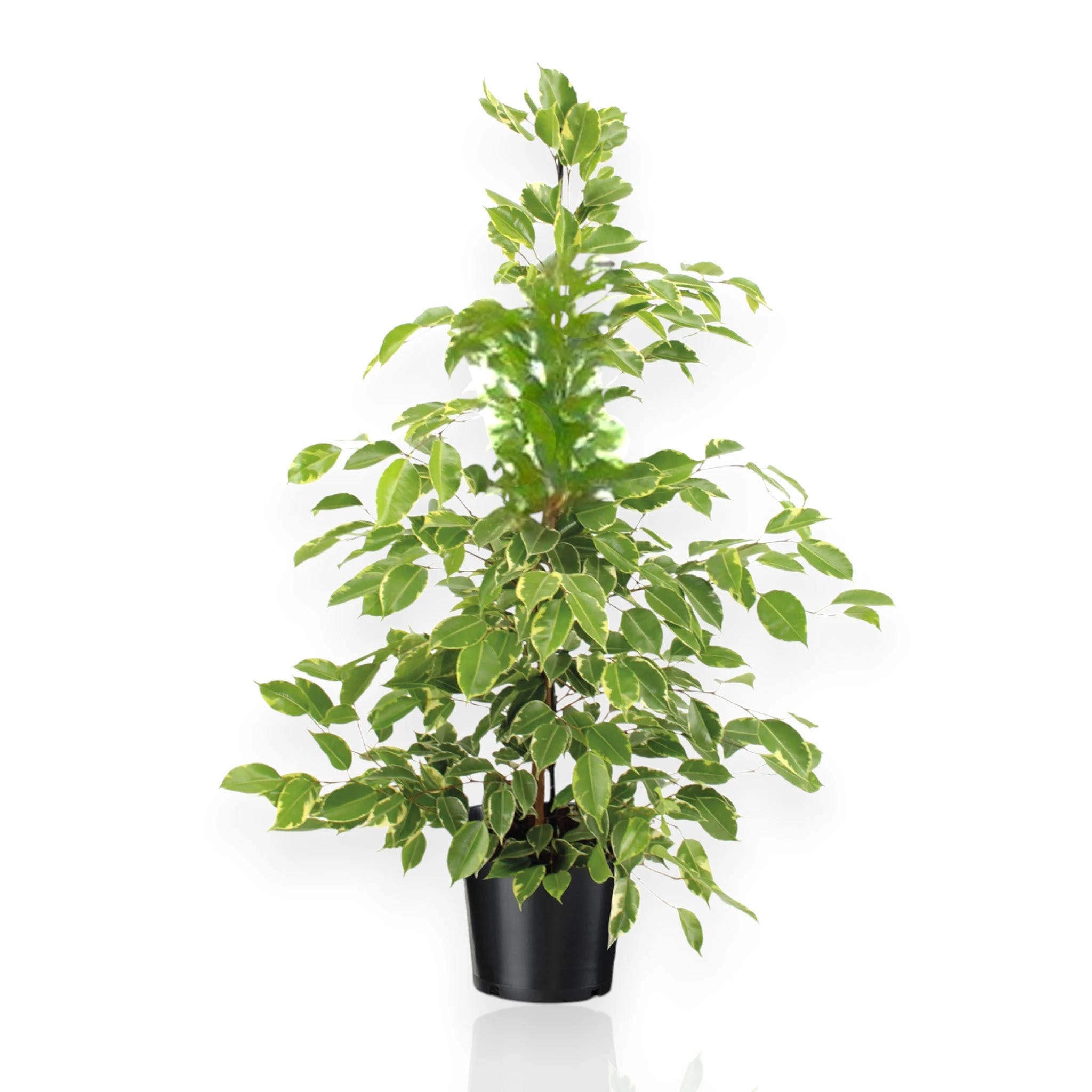 Ficus benjamina 'Golden King'