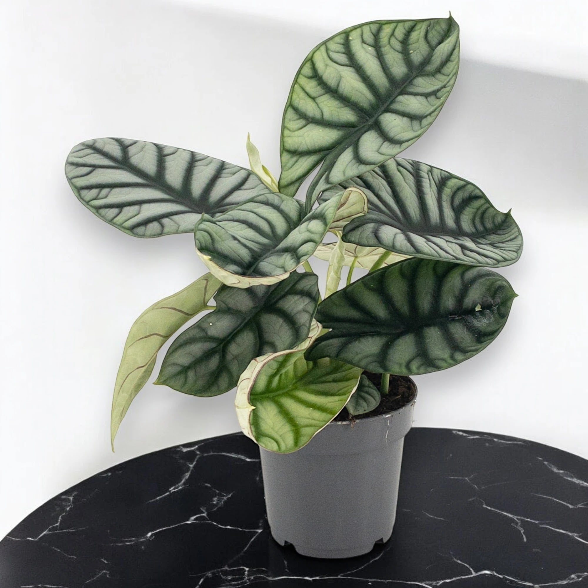Alocasia 'Dragon scale'