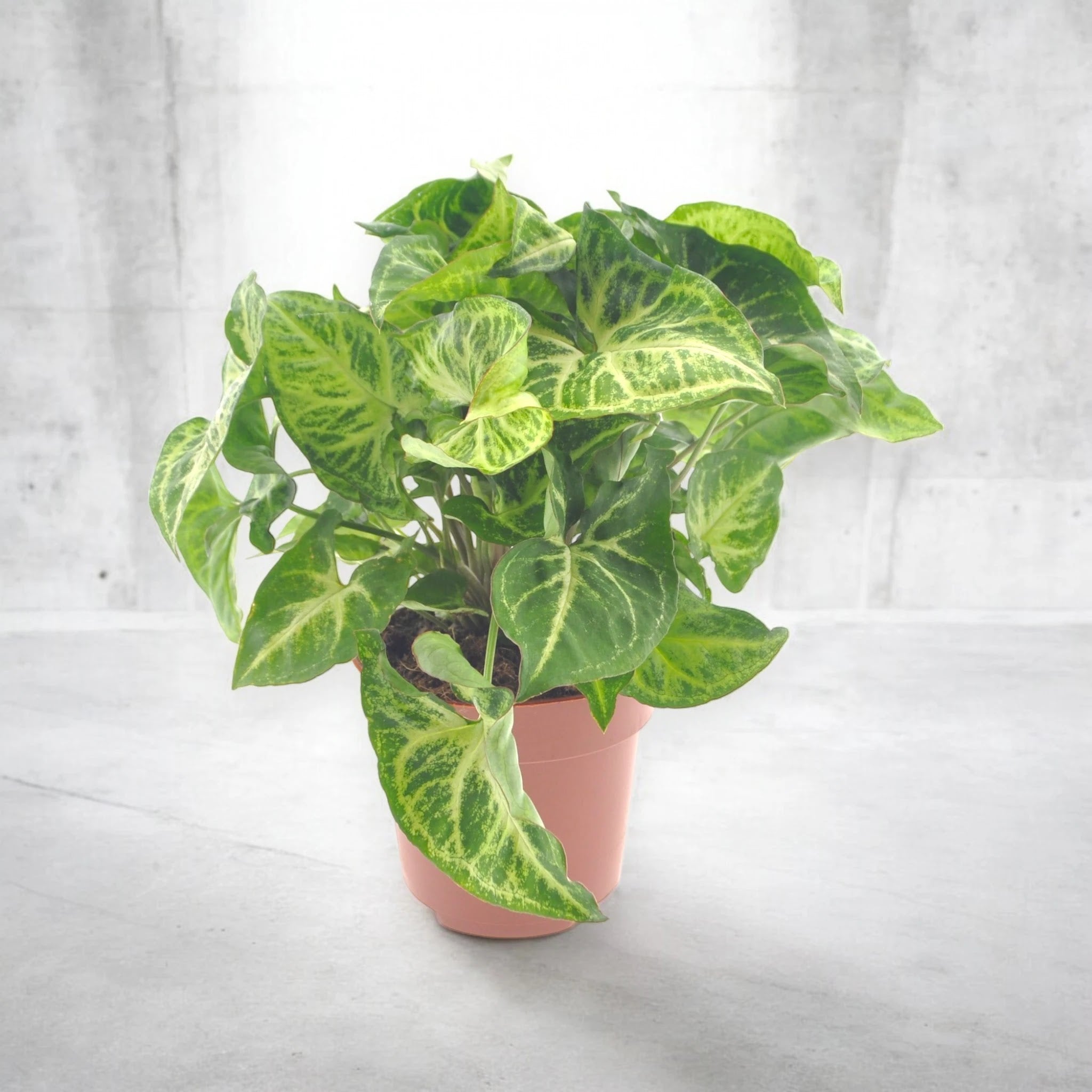 Dettaglio foglie a freccia del Syngonium Arrow con nervature evidenti
