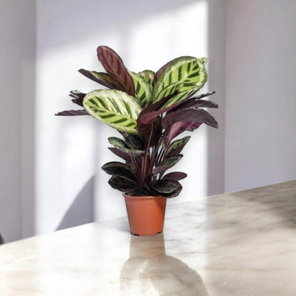 Calathea roseopicta 'Angela'