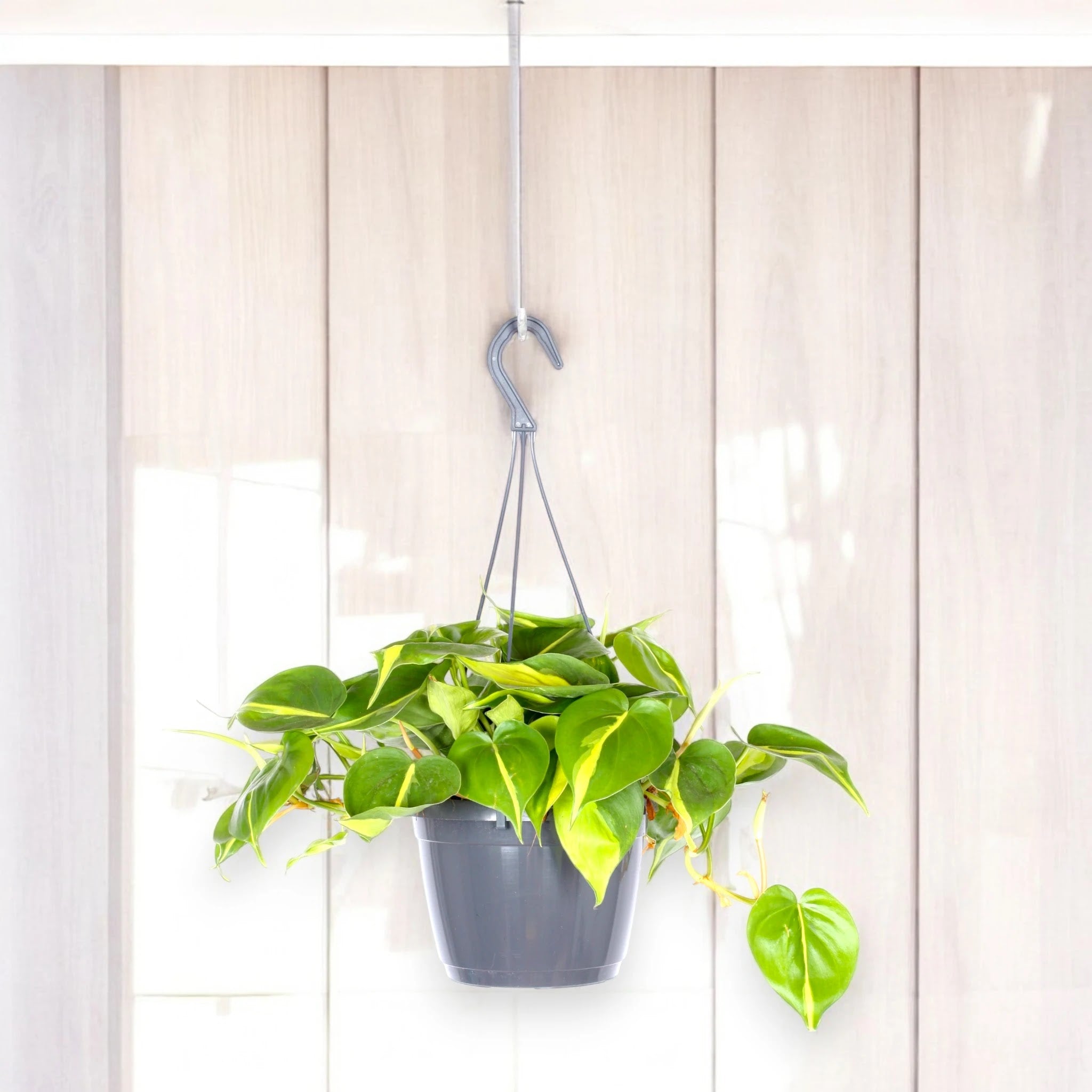 Philodendron scandens