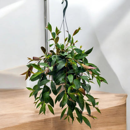Aeschynanthus Mona Lisa pianta ricadente in vaso con lunghi rami e foglie carnose verdi lucide