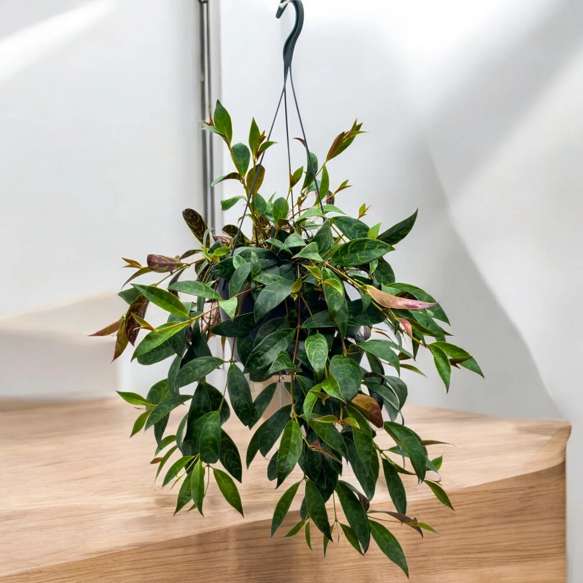 Aeschynanthus Mona Lisa pianta ricadente in vaso con lunghi rami e foglie carnose verdi lucide