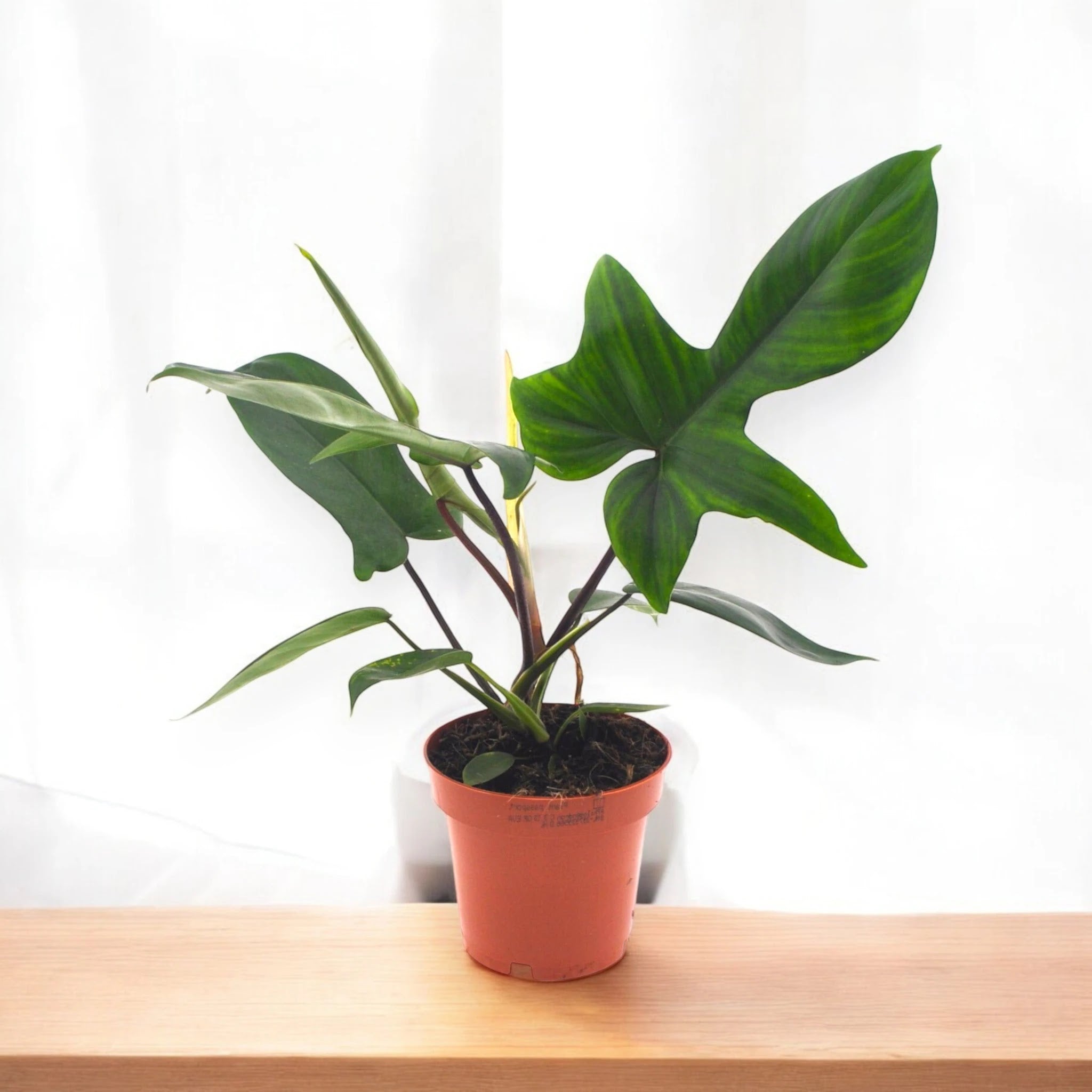 Philodendron 'Florida Green'