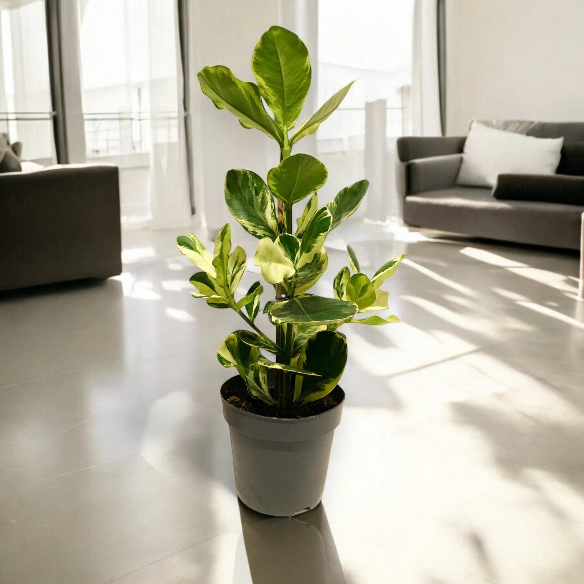Dettaglio foglia Clusia rosea White Star con caratteristiche venature bianche su fondo verde scuro