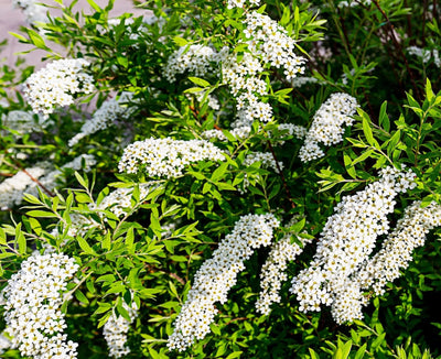 Spirea - Spiraea × cinerea 'Grefsheim'