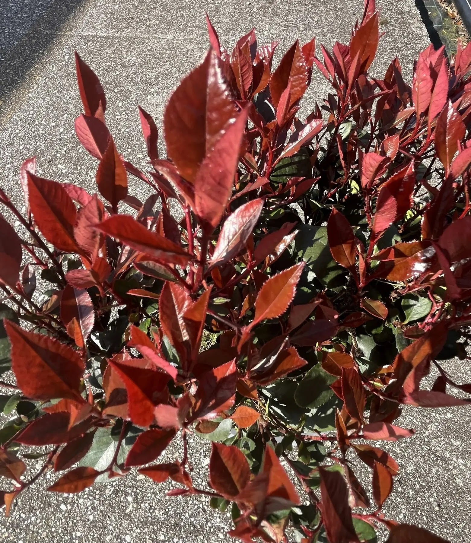 Photinia fraseri Red Robin, arbusto sempreverde con foglie rosse primaverili e fiori bianchi
