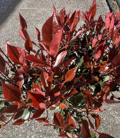 Photinia fraseri Red Robin, arbusto sempreverde con foglie rosse primaverili e fiori bianchi