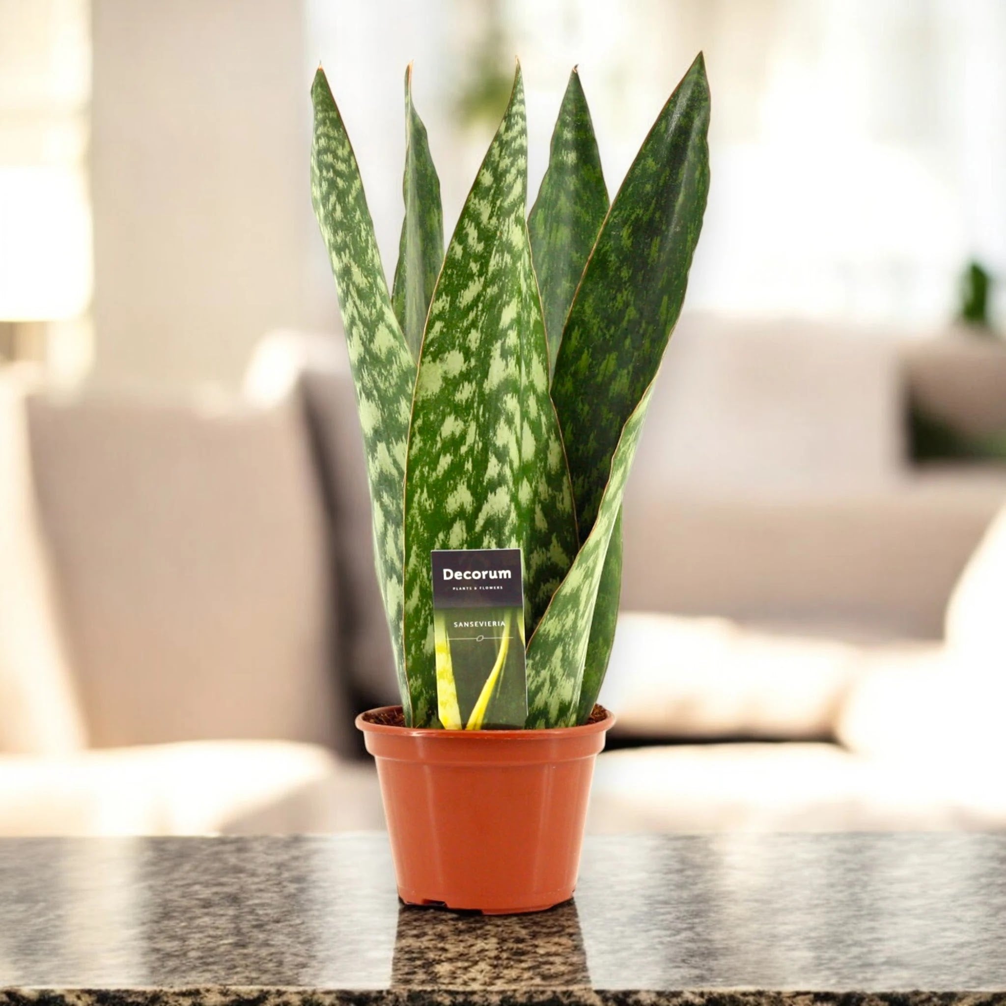 Sansevieria jamaiquina 'Queen'