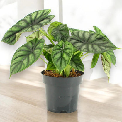 Dettaglio foglia Alocasia Dragon Scale con texture rugosa a squama di drago e nervature argento